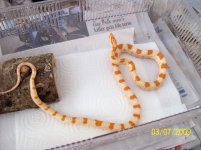 Creamsicle OK (1).jpg