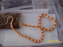 Creamsicle OK (2).jpg