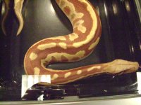 Albinoboa.JPG