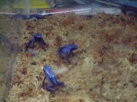azurefrogs.JPG