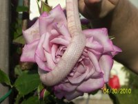 Chuck Norris 004.jpg