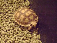 sulcata.JPG