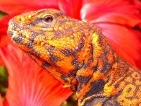 Ares April 2009 002cr.jpg