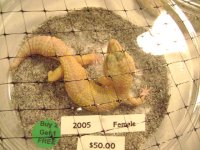 gecko1.JPG