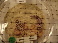 gecko2.JPG