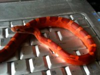 Napalm December 2010cr.jpg