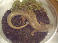 skink.JPG
