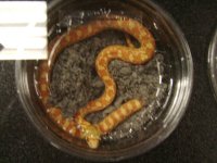 Hypo kingsnake.JPG