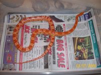 Mandarin (2).jpg