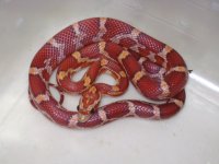 Female Banded.JPG