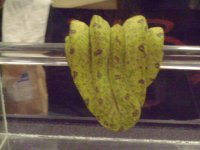 GTP.JPG