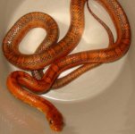 2009RosyBloodredMALE.jpg