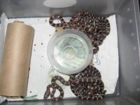 Canon Clutch1 250109 001.jpg