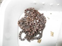 Canon Clutch1 250109 002.jpg