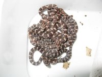 Canon Clutch1 250109 003.jpg