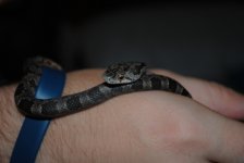 dsc_0295.jpg
