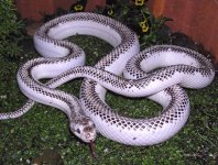 BlackRat.JPG