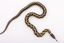 Billy Bob 8-17.jpg