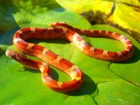 Lova Third Shed October 2010 009cr.jpg