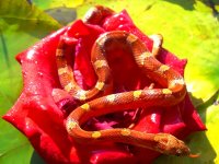 Lova Third Shed October 2010 011cr.jpg