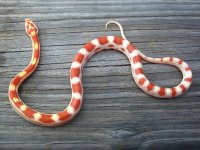 CandyCaneThreeSnakesInOne.jpg