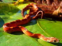 Lova Third Shed October 2010 005cr.jpg