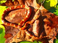 Lova Third Shed October 2010 001cr.jpg