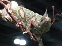 Pasadena Show 025.jpg