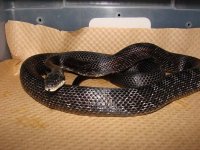 blackrat1.jpg