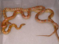 Upper Keys het Butter Bloodred (BK60).jpg