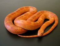 Hypo Blood Female.JPG