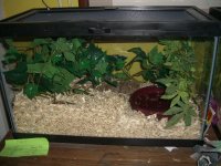 Zee's Viv 001.jpg