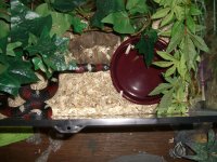 Zee's Viv 002.jpg