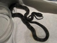 snakes 020.jpg