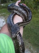gray rat october 2010_03.jpg