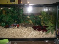 Zee's Viv 004.jpg