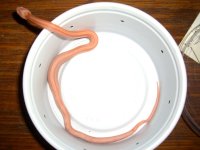 Mingo's First Meal 002cr.jpg