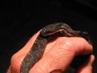 snakes 021.jpg