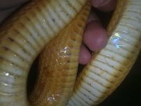 26062010171.jpg