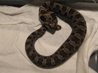 snakes 018.jpg