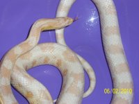 Corri resized 012.jpg