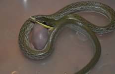 DSC_3409_800x480.JPG