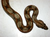 Weird Boa 001.jpg
