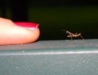 mantis3.jpg