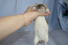Katie Preg1.jpg
