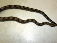 Weird Boa 003.jpg