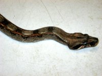 Weird Boa 004.jpg