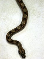 Weird Boa 005.jpg