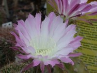 Echinopsis (4) mod.jpg