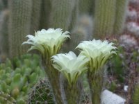 Echinopsis (7) mod.jpg